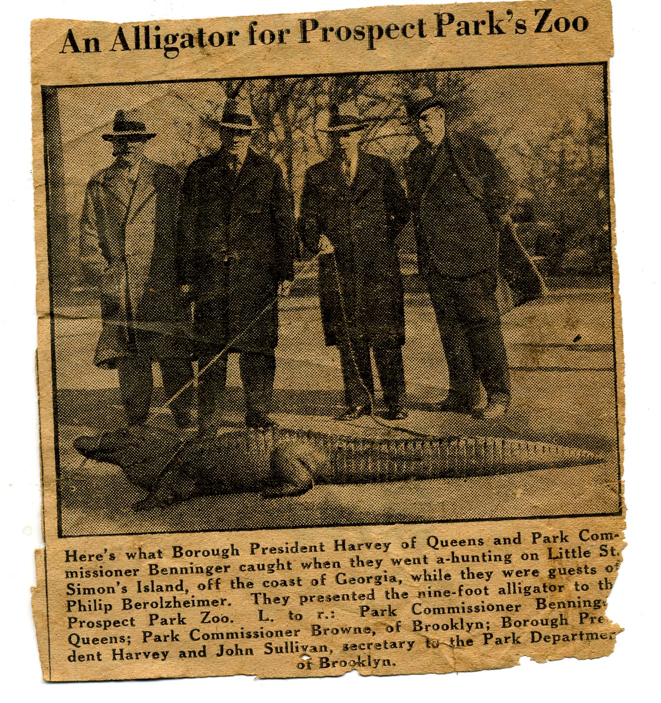 193x Alligator for Prospect Park.jpg